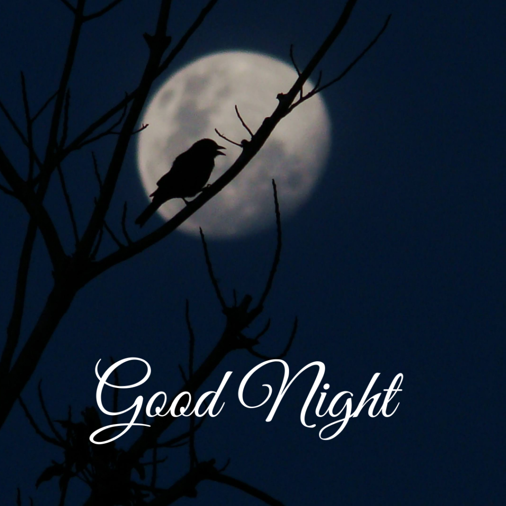 Good Night Images: The Perfect Way to Say Sleep Well 7 Moon with barren plant sit crow on twig good night photo